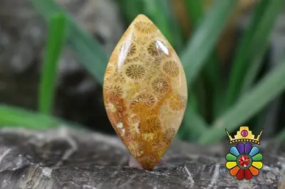 فسیل مرجان