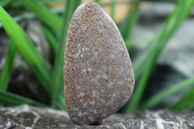 فسیل استخوان دایناسور