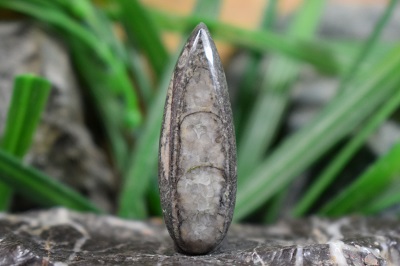 ارتوسراز