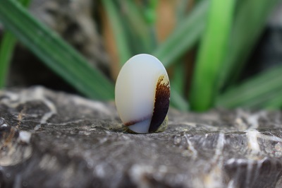 عقیق شجر