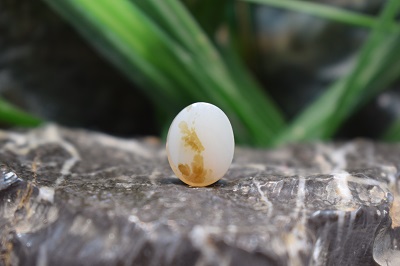 عقیق شجر
